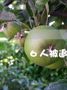 6人被追究法律责任 6人被追究法律责任