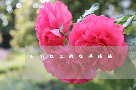 6分以上的交通违法