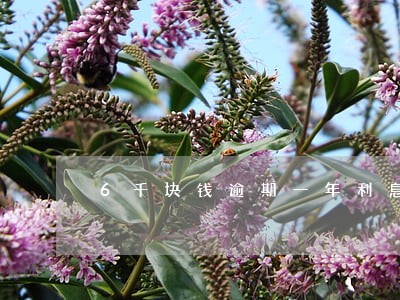 6千块钱逾期一年利息 6千块钱逾期一年利息