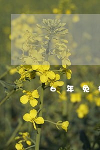 6年免检年审逾期怎么办理 6年免检年审逾期怎么办理