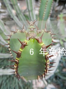 6年免检车审逾期一年会罚款多少 6年免检车审逾期一年会罚款多少