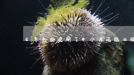 6年免检逾期了4个月还能办理吗 6年免检逾期了4个月还能办理吗