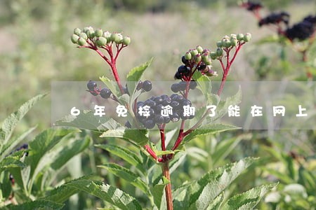 6年免检逾期了能在网上办理吗