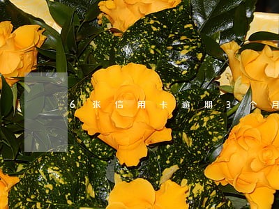 6张信用卡逾期3个月没有钱还 6张信用卡逾期3个月没有钱还