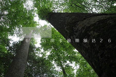 6张信用卡逾期额达26万 6张信用卡逾期额达26万