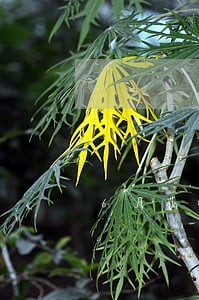 6月花呗逾期账单截图 6月花呗逾期账单截图
