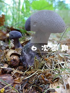 6次逾期不良记录影响考公务员吗 6次逾期不良记录影响考公务员吗