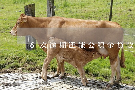 6次逾期还能公积金贷款 6次逾期还能公积金贷款