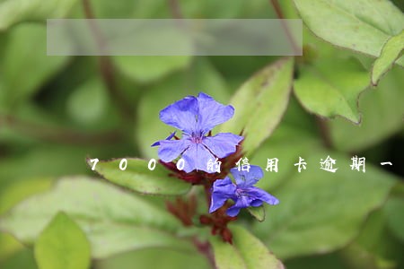 7000的信用卡逾期一年 7000的信用卡逾期一年