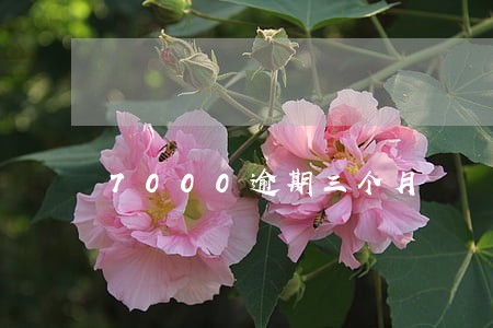 7000逾期三个月 7000逾期三个月