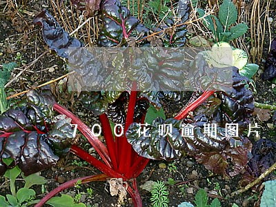 700花呗逾期图片 700花呗逾期图片