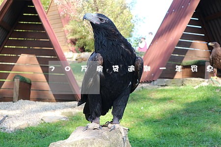 70万房贷逾期一年罚息