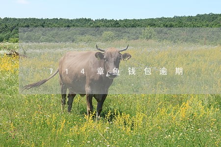 714章鱼钱包逾期 714章鱼钱包逾期