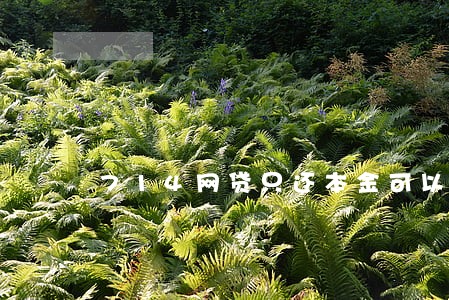 714网贷只还本金可以吗 714网贷只还本金可以吗