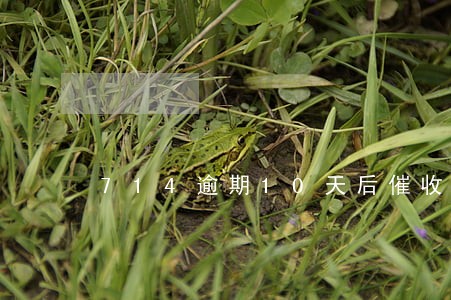 714逾期10天后催收少了 714逾期10天后催收少了