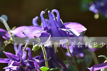 714逾期6天会有多少利息