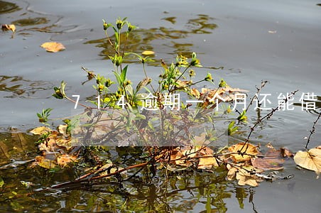 714逾期一个月还能借的到吗 714逾期一个月还能借的到吗