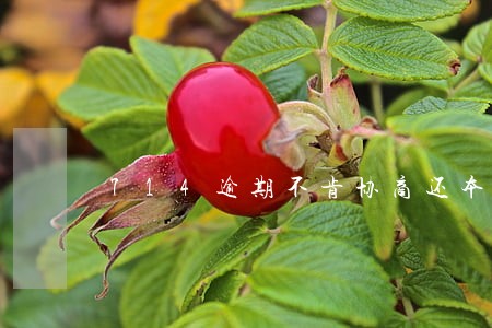 714逾期不肯协商还本金
