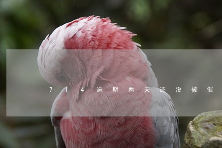 714逾期两天还没被催收 714逾期两天还没被催收