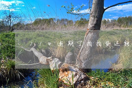 714逾期了拍拍贷还能放款吗 714逾期了拍拍贷还能放款吗