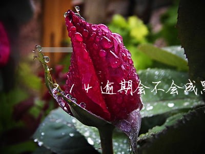 714逾期会不会成黑户 714逾期会不会成黑户