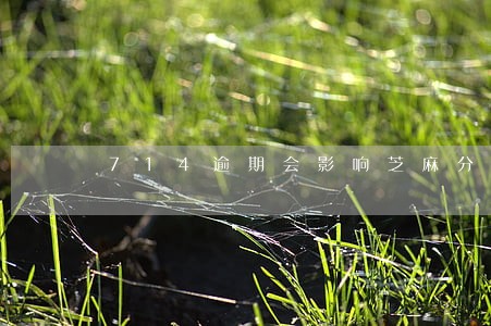 714逾期会影响芝麻分吗 714逾期会影响芝麻分吗