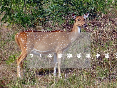 714逾期手机卡丢了 714逾期手机卡丢了