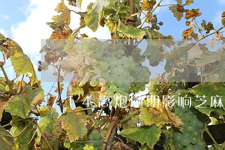 714高炮逾期影响芝麻分吗 714高炮逾期影响芝麻分吗