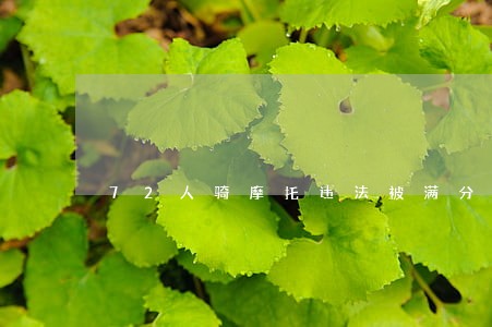 72人骑摩托违法被满分扣证 72人骑摩托违法被满分扣证