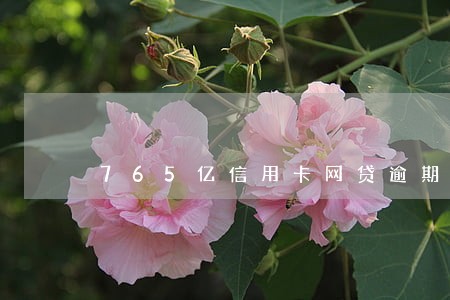 765亿信用卡网贷逾期 765亿信用卡网贷逾期