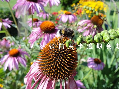 78张信用卡逾期会怎么样 78张信用卡逾期会怎么样