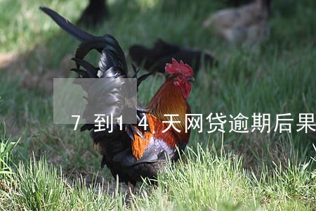 7到14天网贷逾期后果 7到14天网贷逾期后果