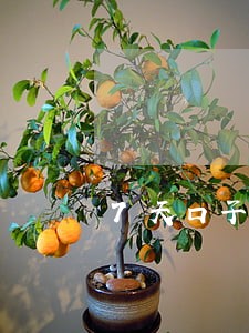 7天口子几十个逾期不还 7天口子几十个逾期不还