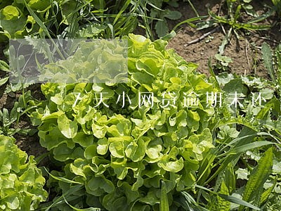 7天小网贷逾期未还 7天小网贷逾期未还