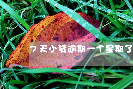 7天小贷逾期一个星期了 7天小贷逾期一个星期了