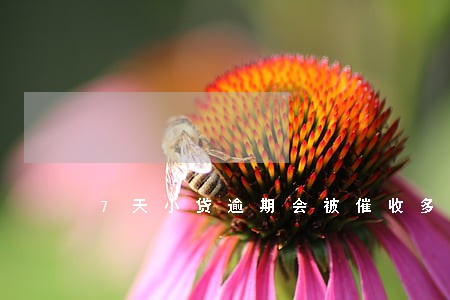 7天小贷逾期会被催收多久 7天小贷逾期会被催收多久