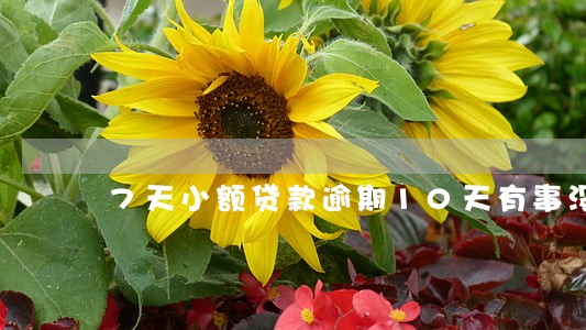 7天小额贷款逾期10天有事没 7天小额贷款逾期10天有事没