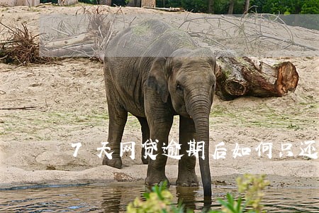 7天网贷逾期后如何只还本金 7天网贷逾期后如何只还本金