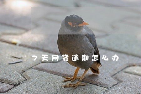 7天网贷逾期怎么办 7天网贷逾期怎么办