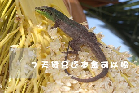 7天贷只还本金可以吗
