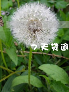 7天贷逾期一天利息150 7天贷逾期一天利息150
