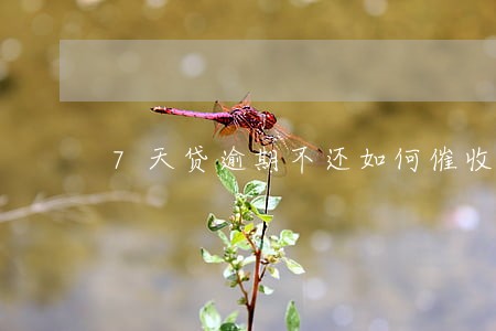 7天贷逾期不还如何催收 7天贷逾期不还如何催收