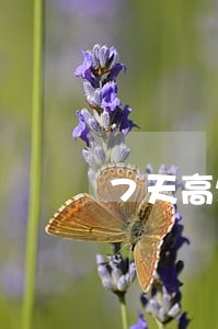 7天高炮逾期不能协商 7天高炮逾期不能协商