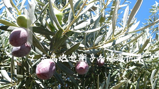 7天高炮逾期多久爆通讯录 7天高炮逾期多久爆通讯录