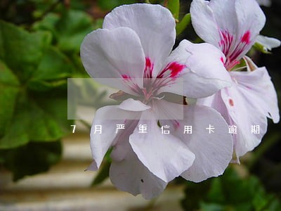 7月严重信用卡逾期 7月严重信用卡逾期