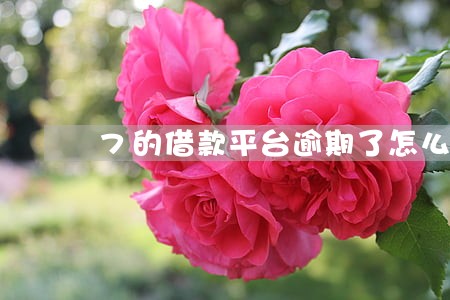 7的借款平台逾期了怎么办 7的借款平台逾期了怎么办