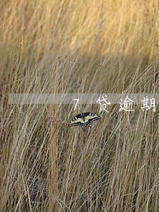 7贷逾期多久放弃催收 7贷逾期多久放弃催收