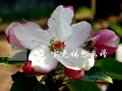 80岁老妈想离婚 80岁老妈想离婚