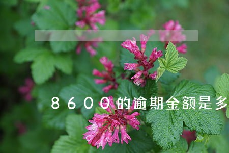 8600的逾期金额是多少 8600的逾期金额是多少