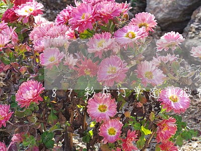 87彩店订单逾期撤销